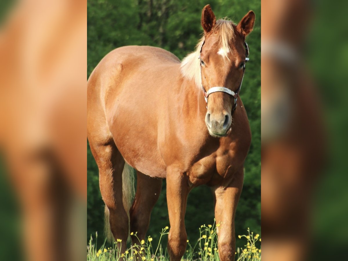 American Quarter Horse Ruin 2 Jaar 155 cm Vos in Schwarzach