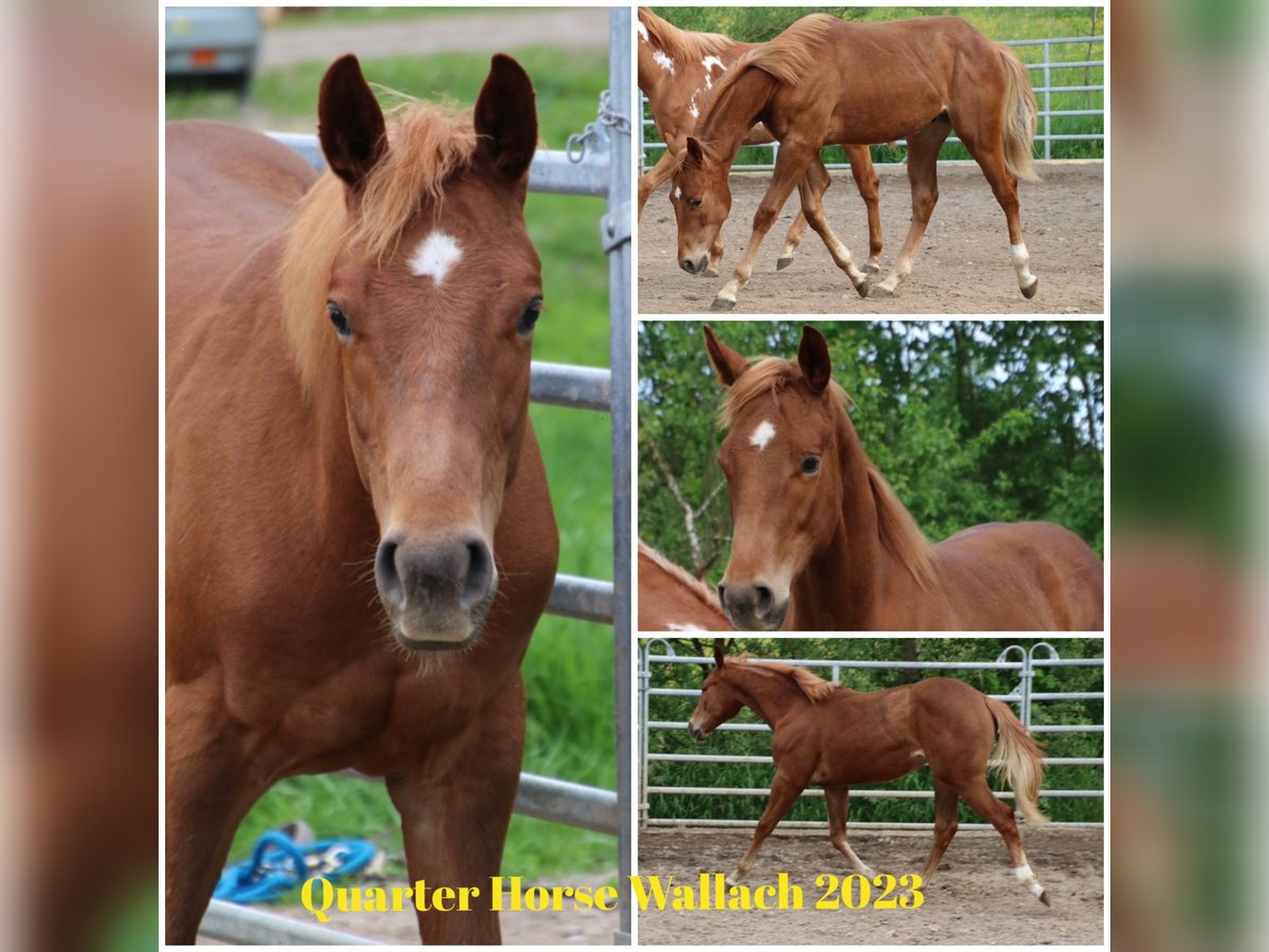 American Quarter Horse Ruin 2 Jaar 155 cm Vos in Schwarzach