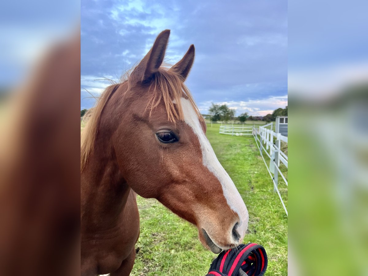 American Quarter Horse Ruin 2 Jaar 156 Cm Vos In Vaale