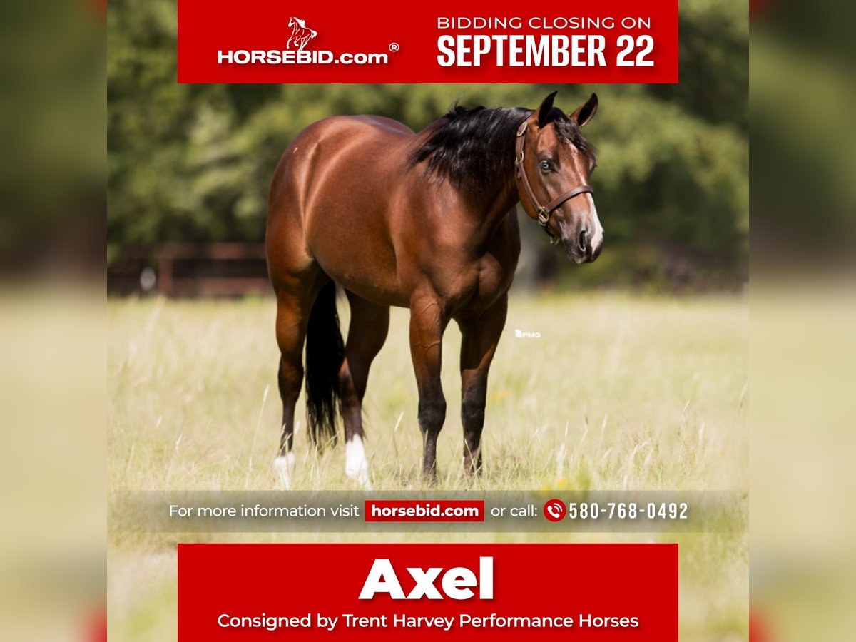 American Quarter Horse Ruin 2 Jaar 157 cm Roodbruin in Marietta, OK
