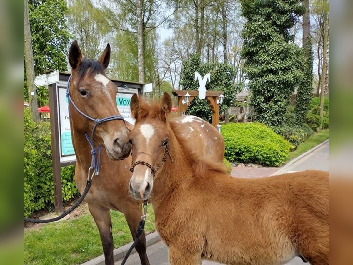 American Quarter Horse Mix Ruin 2 Jaar 158 cm Vos in Eggermühlen