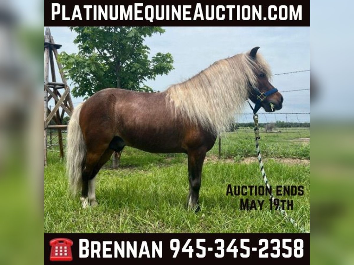 American Quarter Horse Ruin 2 Jaar 91 cm Roan-Red in Fairfield TX