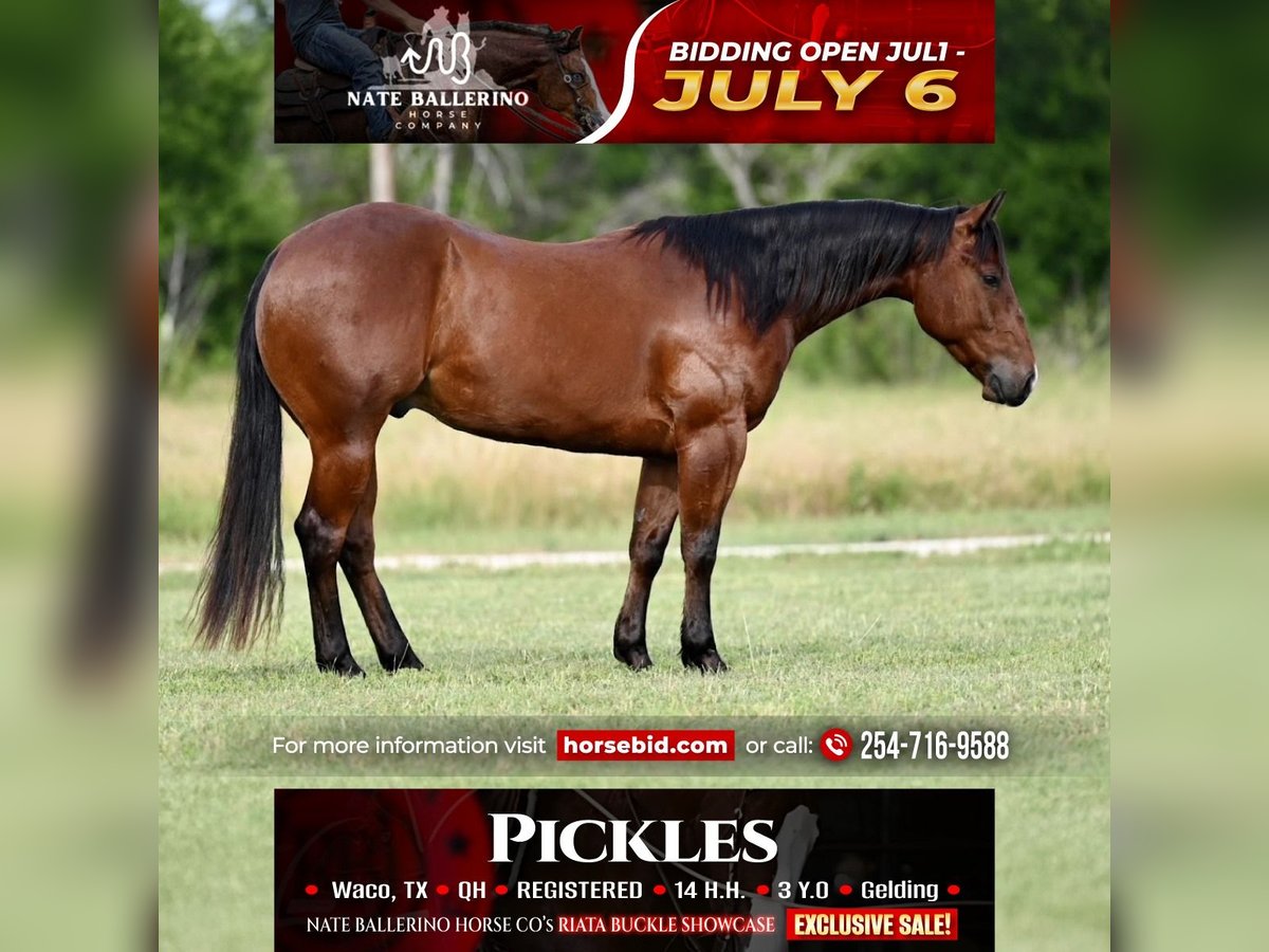 American Quarter Horse Ruin 3 Jaar 142 cm Roodbruin in Waco