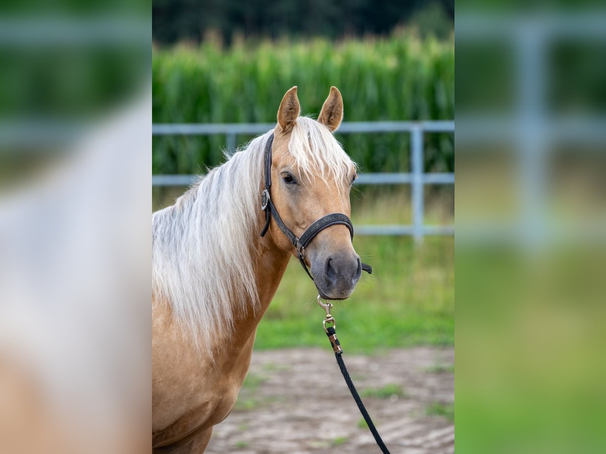 American Quarter Horse Ruin 3 Jaar 144 cm in Irchenrieth
