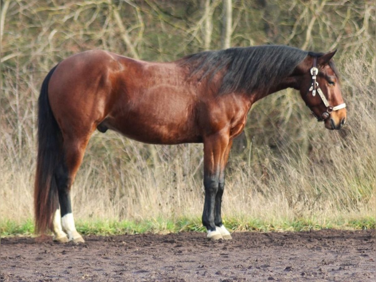 American Quarter Horse Ruin 3 Jaar 145 cm Bruin in Laubach