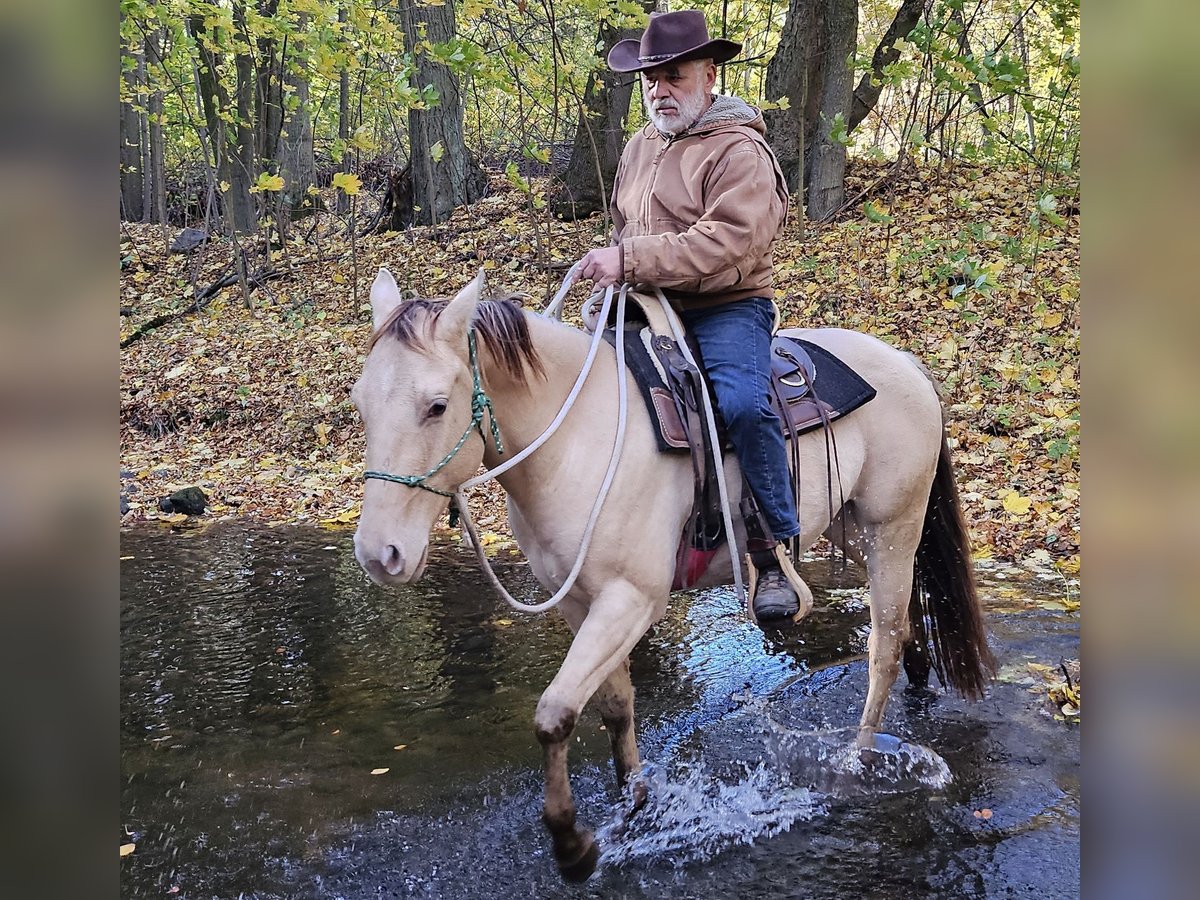 American Quarter Horse Ruin 3 Jaar 148 cm Champagne in Müglitztal American Quarter Horse Ruin 3 Jaar 148 cm Champagne in Müglitztal