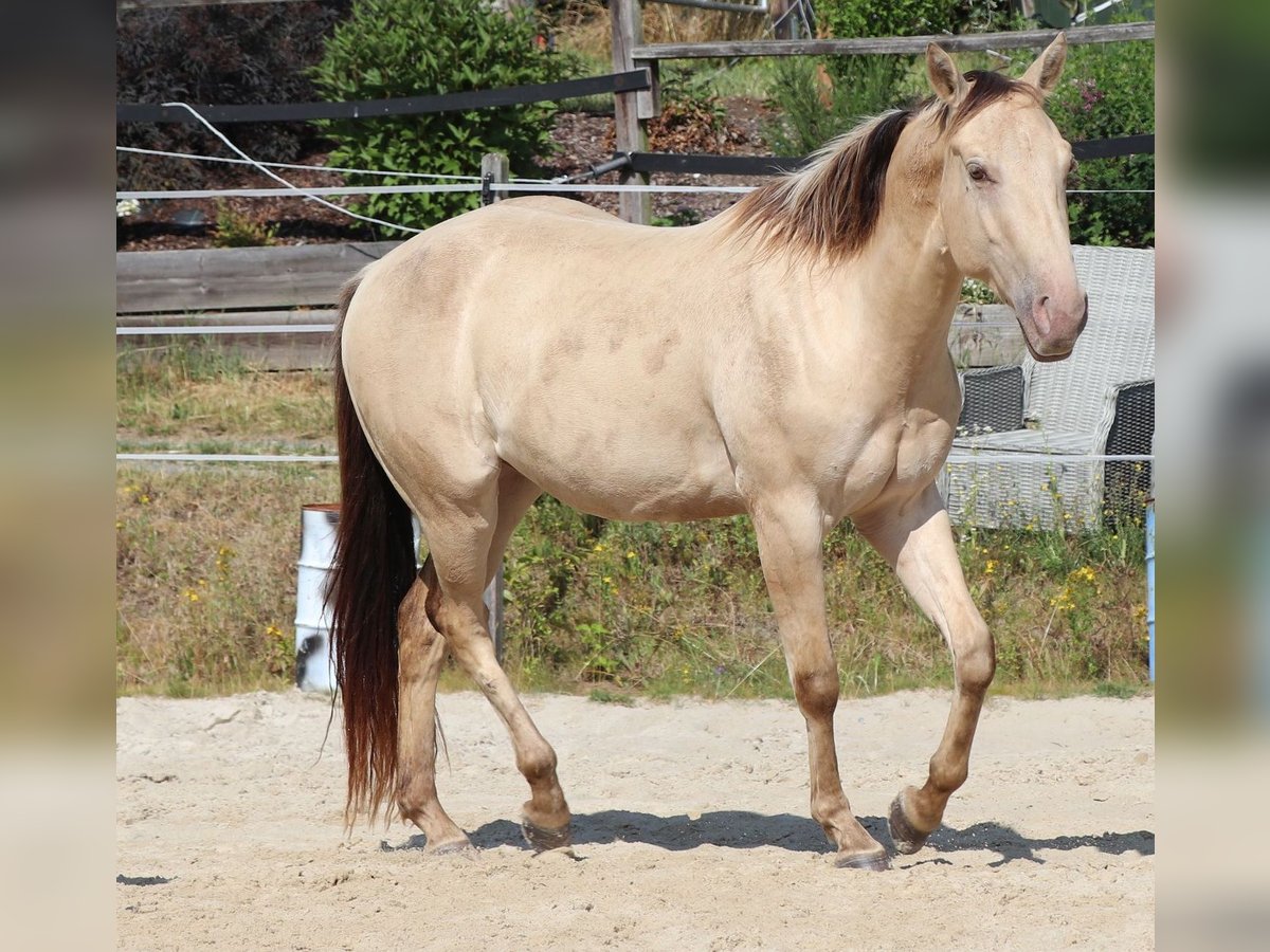 American Quarter Horse Ruin 3 Jaar 148 cm Champagne in M&#xFC;glitztal