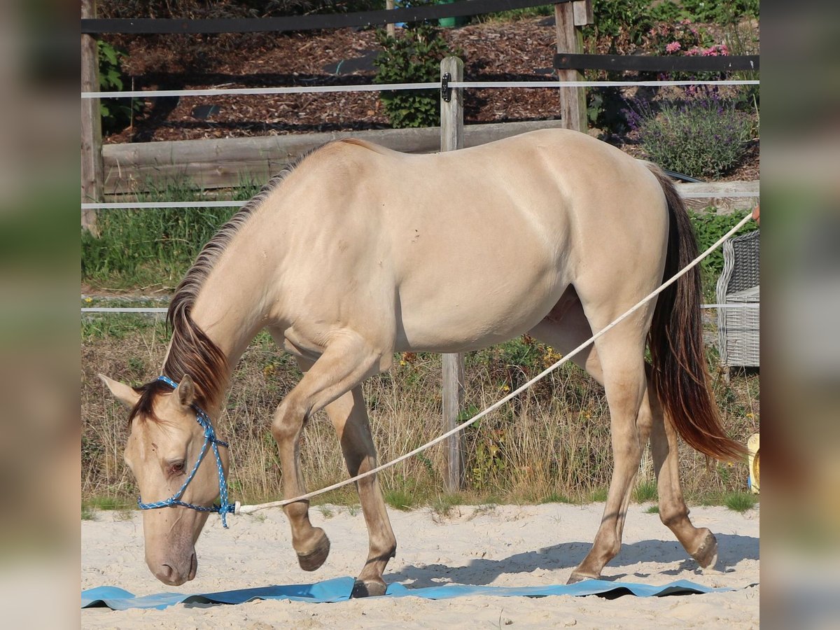 American Quarter Horse Ruin 3 Jaar 148 cm Champagne in M&#xFC;glitztal
