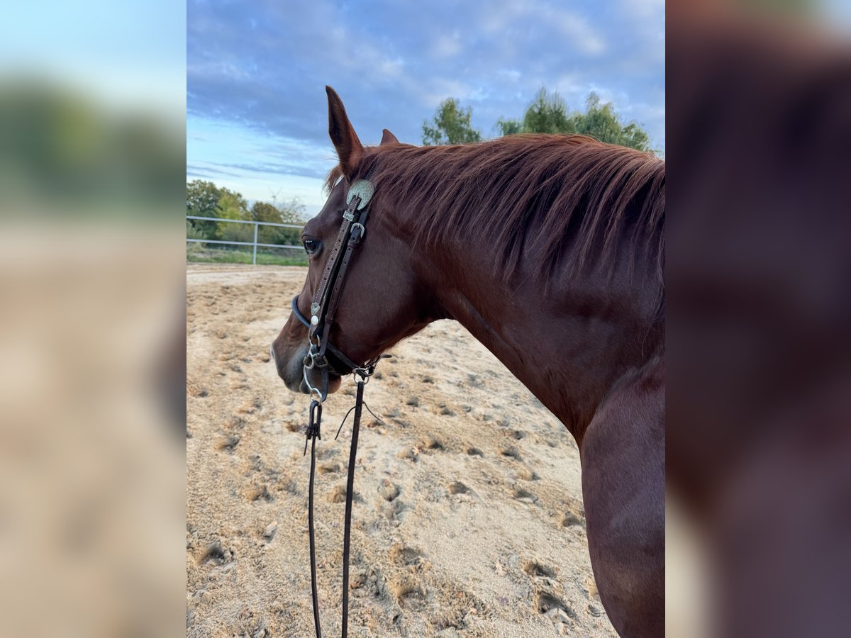 American Quarter Horse Ruin 3 Jaar 149 cm Donkere-vos in Haale American Quarter Horse Ruin 3 Jaar 149 cm Donkere-vos in Haale