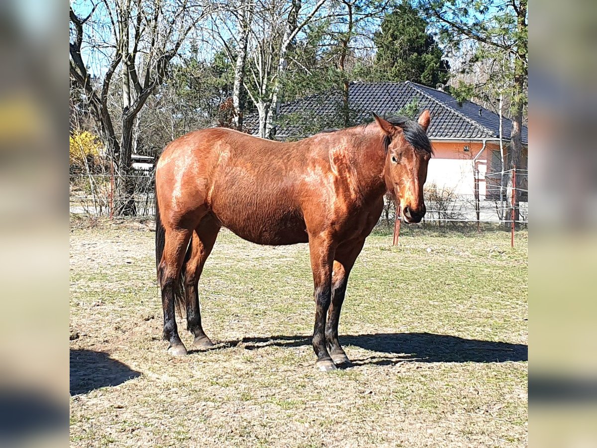 American Quarter Horse Ruin 3 Jaar 150 cm Bruin in Zerbst