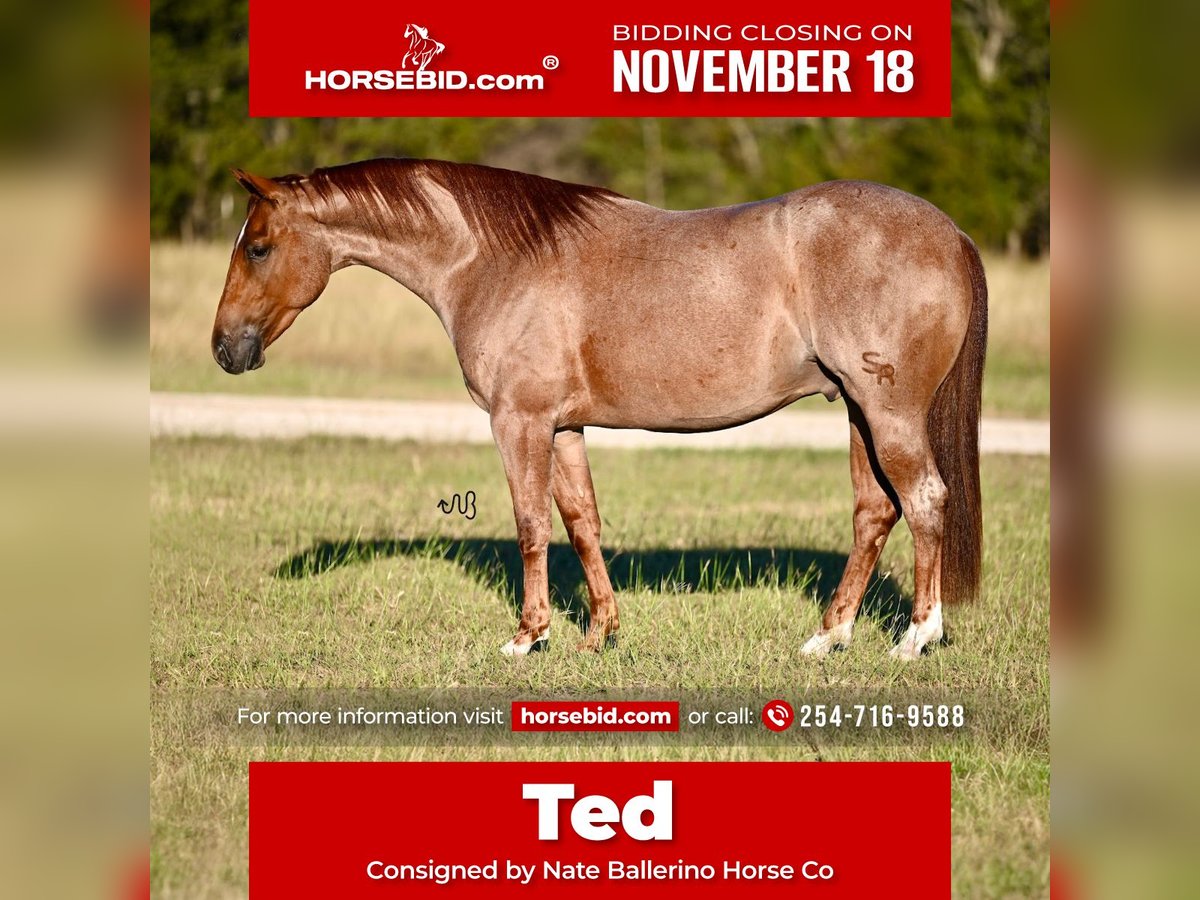 American Quarter Horse Ruin 3 Jaar 150 cm Roan-Red in Waco