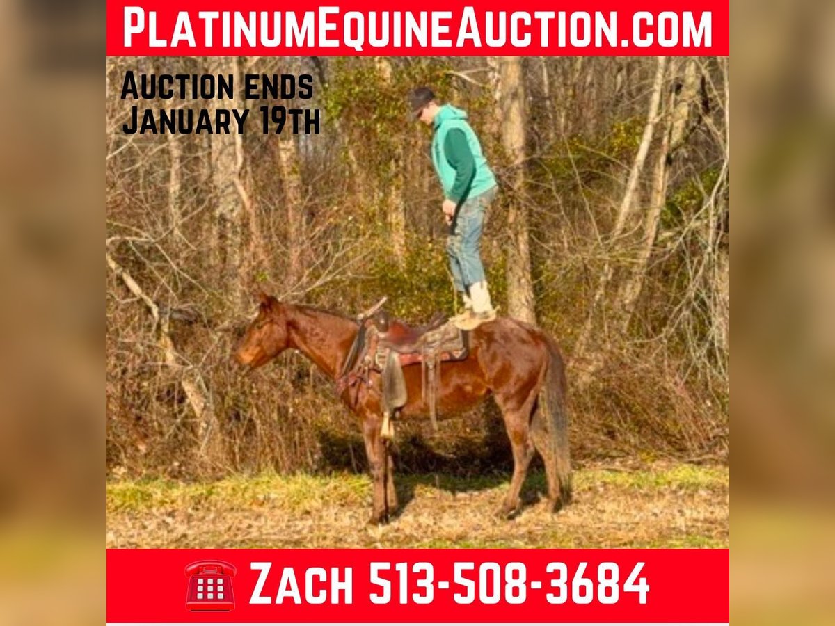 American Quarter Horse Ruin 3 Jaar 150 cm Roan-Red in Mascow OH