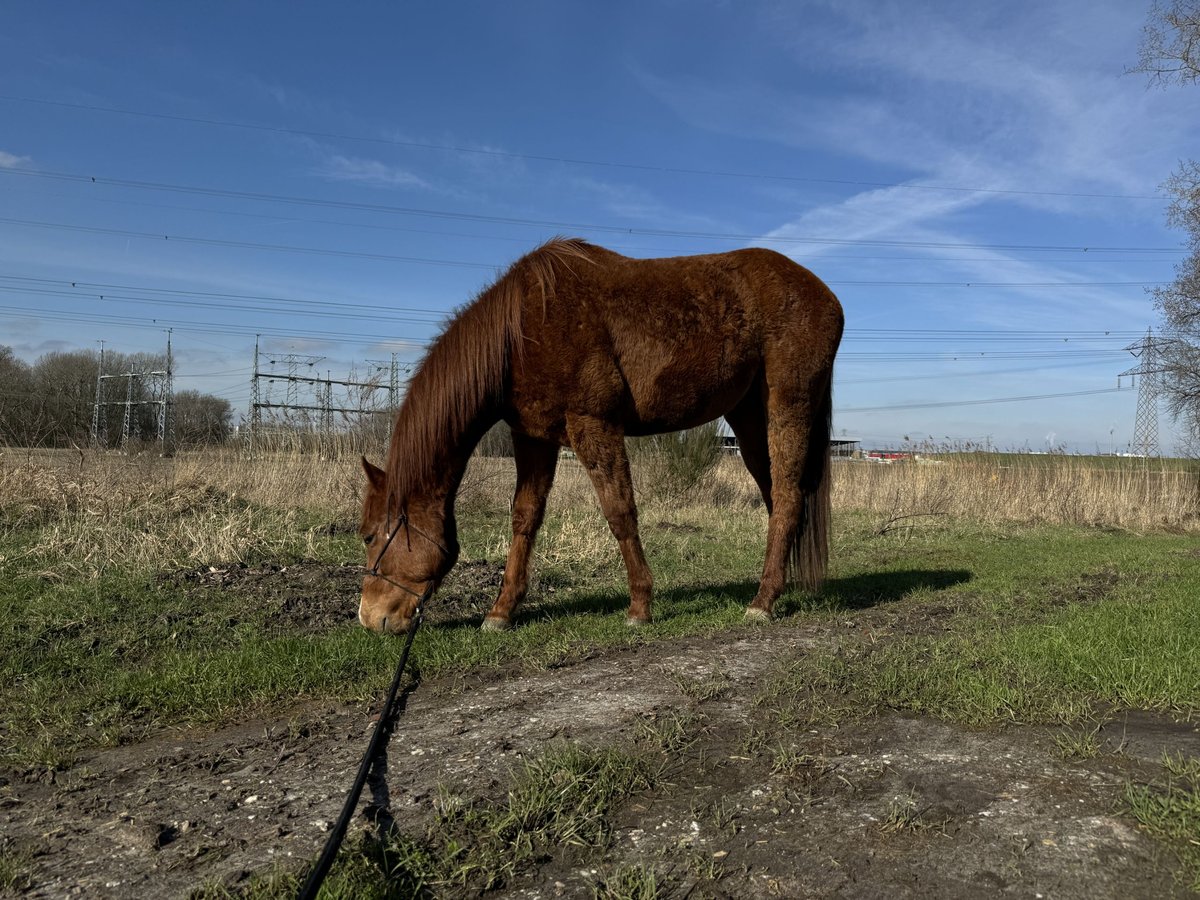American Quarter Horse Ruin 3 Jaar 150 cm Vos in Zevenbergen