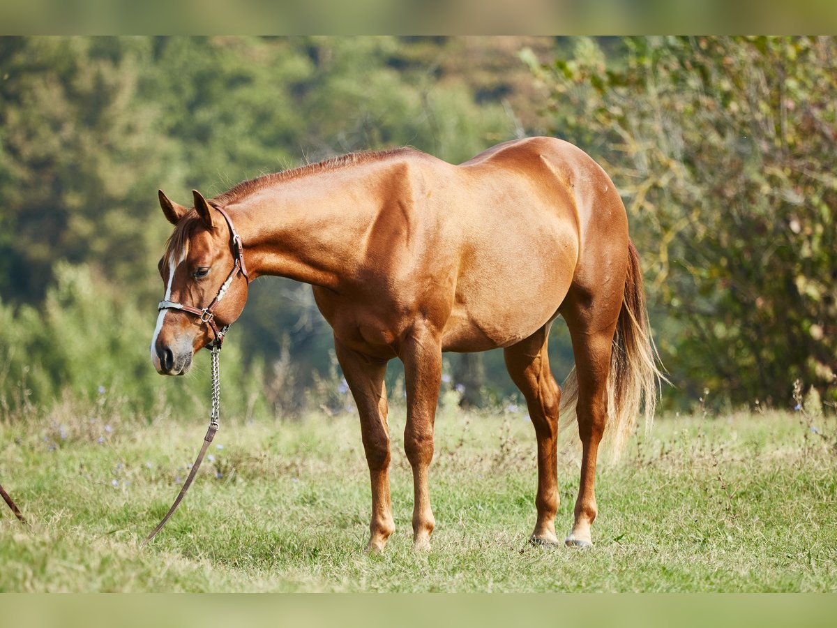 American Quarter Horse Ruin 3 Jaar 151 cm Vos in München