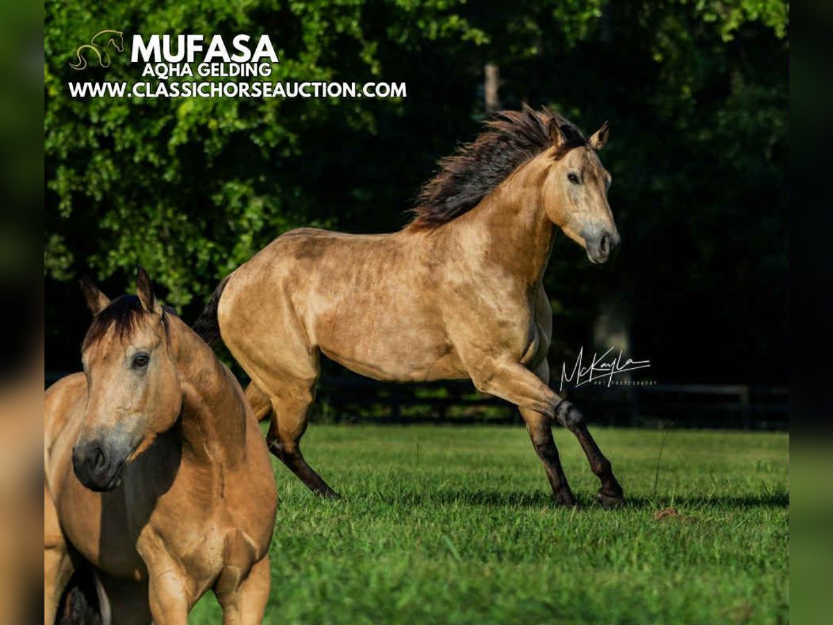 American Quarter Horse Ruin 3 Jaar 152 cm Buckskin in Poplarville.MS