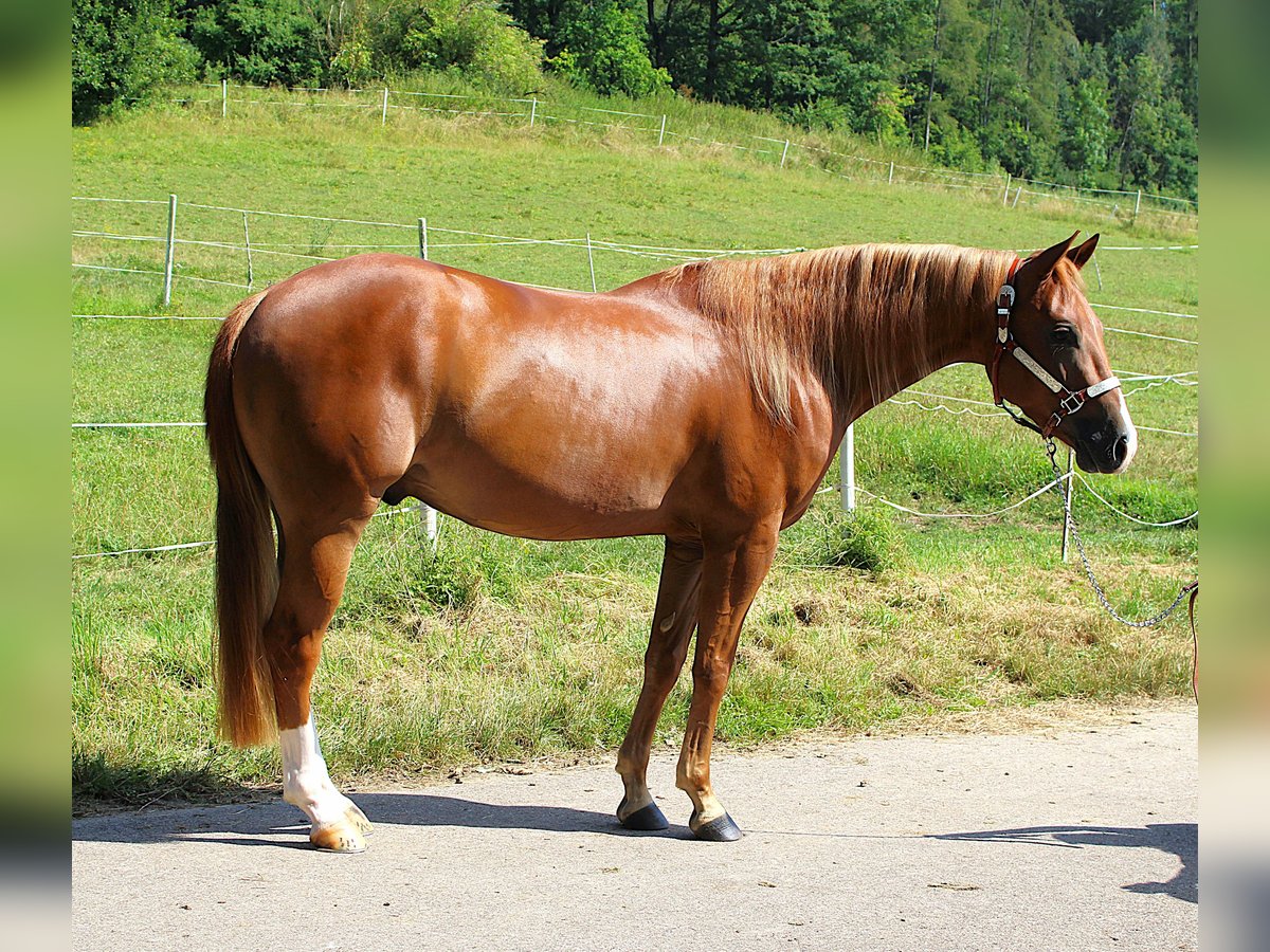 American Quarter Horse Ruin 3 Jaar 152 cm Vos in Bad Abbach