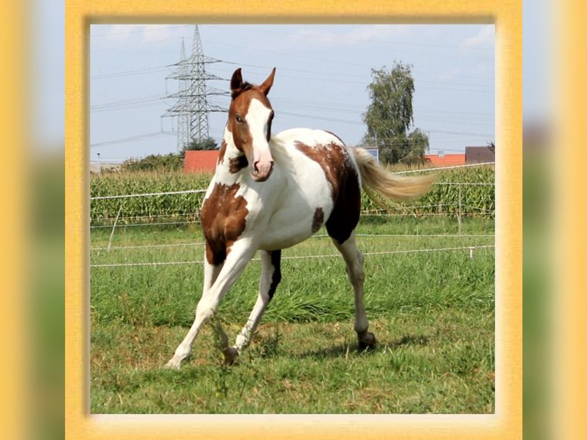 American Quarter Horse Mix Ruin 3 Jaar 155 cm Gevlekt-paard in Pfaffenhofen an der Roth