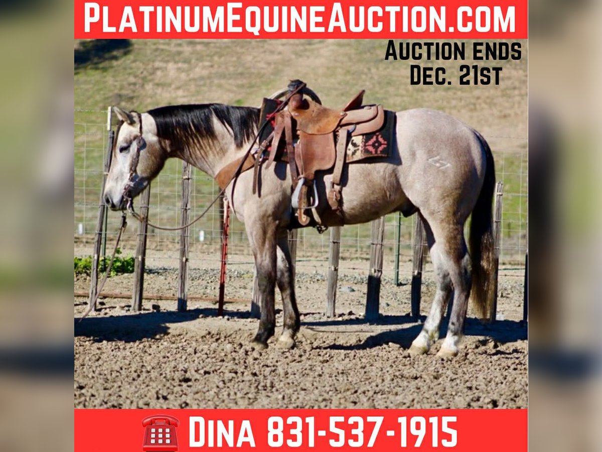 American Quarter Horse Ruin 3 Jaar 155 cm Schimmel in Paicines CA