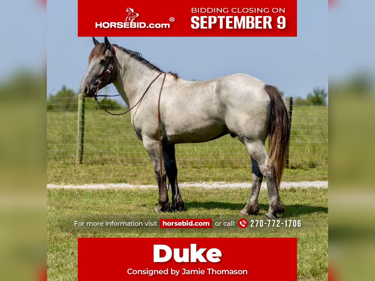 American Quarter Horse Mix Ruin 3 Jaar 163 cm Roan-Blue in Auburn, KY