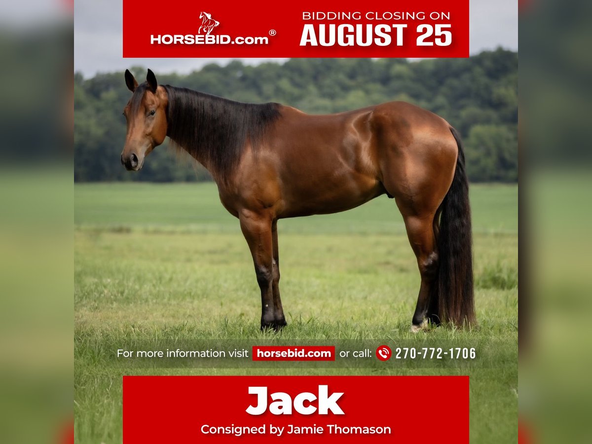 American Quarter Horse Ruin 3 Jaar 163 cm Roodbruin in Auburn