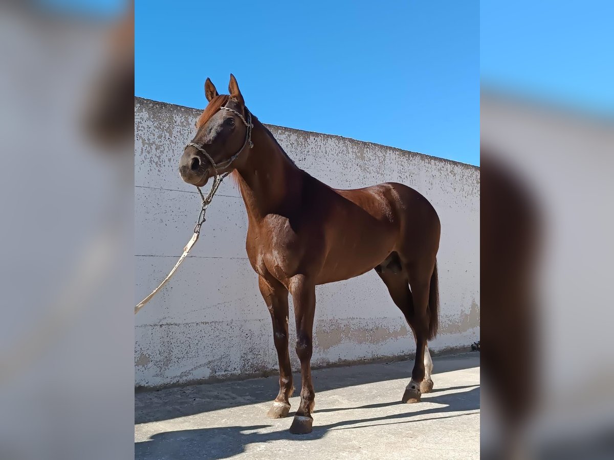 American Quarter Horse Ruin 3 Jaar 165 cm Donkerbruin in Santeramo In Colle