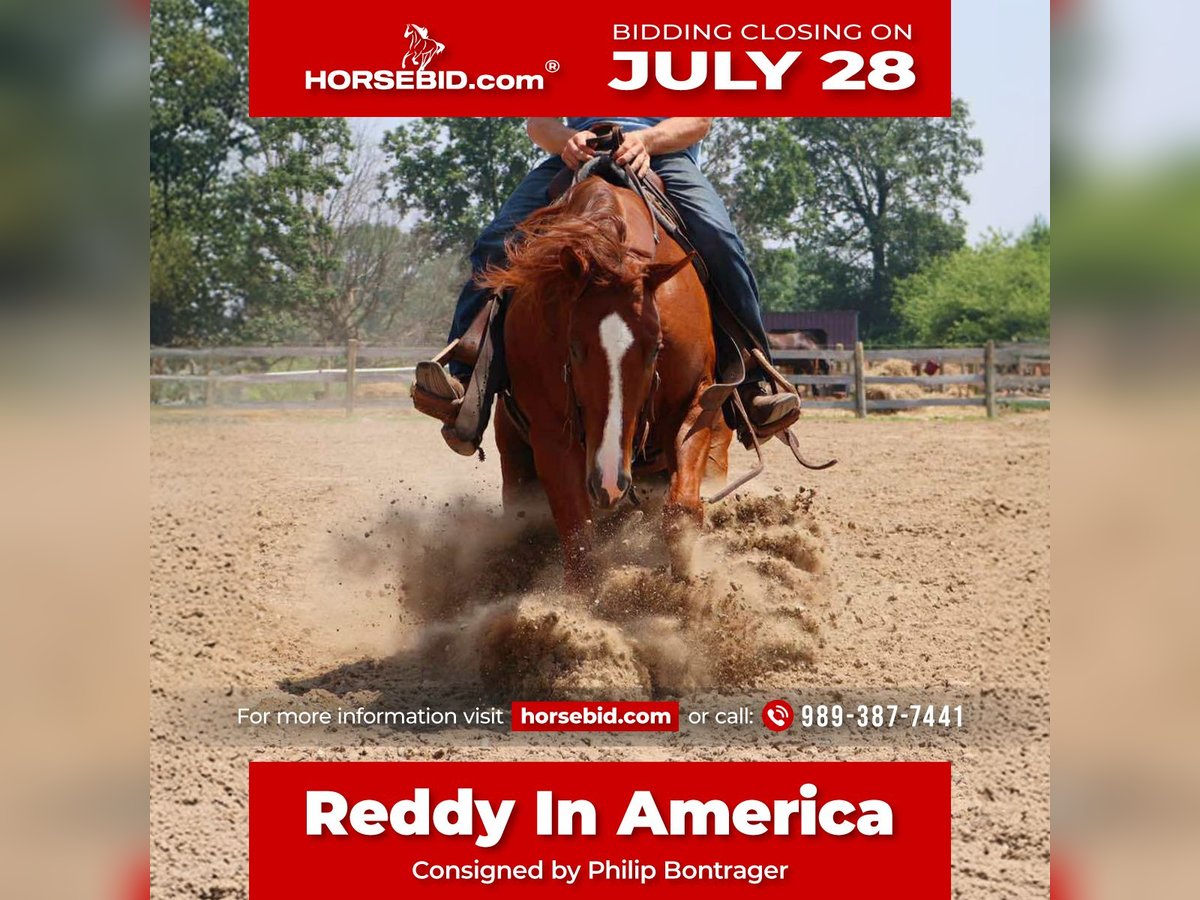 American Quarter Horse Ruin 3 Jaar Donkere-vos in Howell