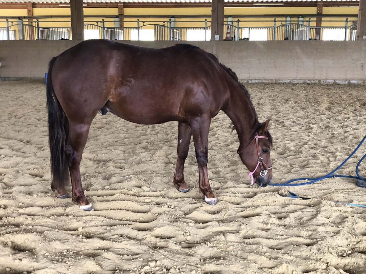 American Quarter Horse Ruin 3 Jaar Donkere-vos in Laubach