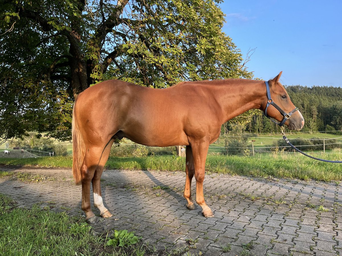 American Quarter Horse Ruin 3 Jaar in Rottweil