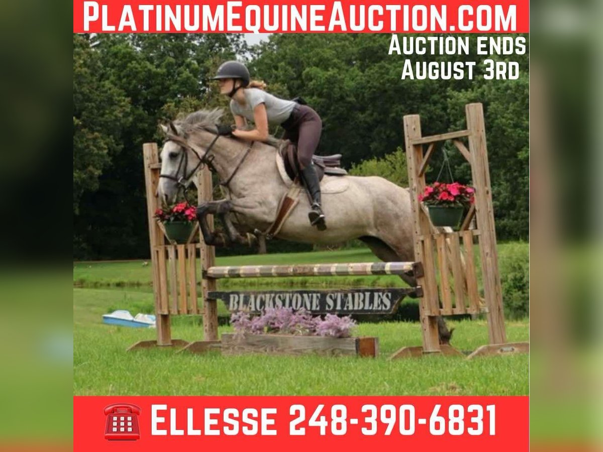 American Quarter Horse Ruin 4 Jaar 142 cm Schimmel in Howell, MI