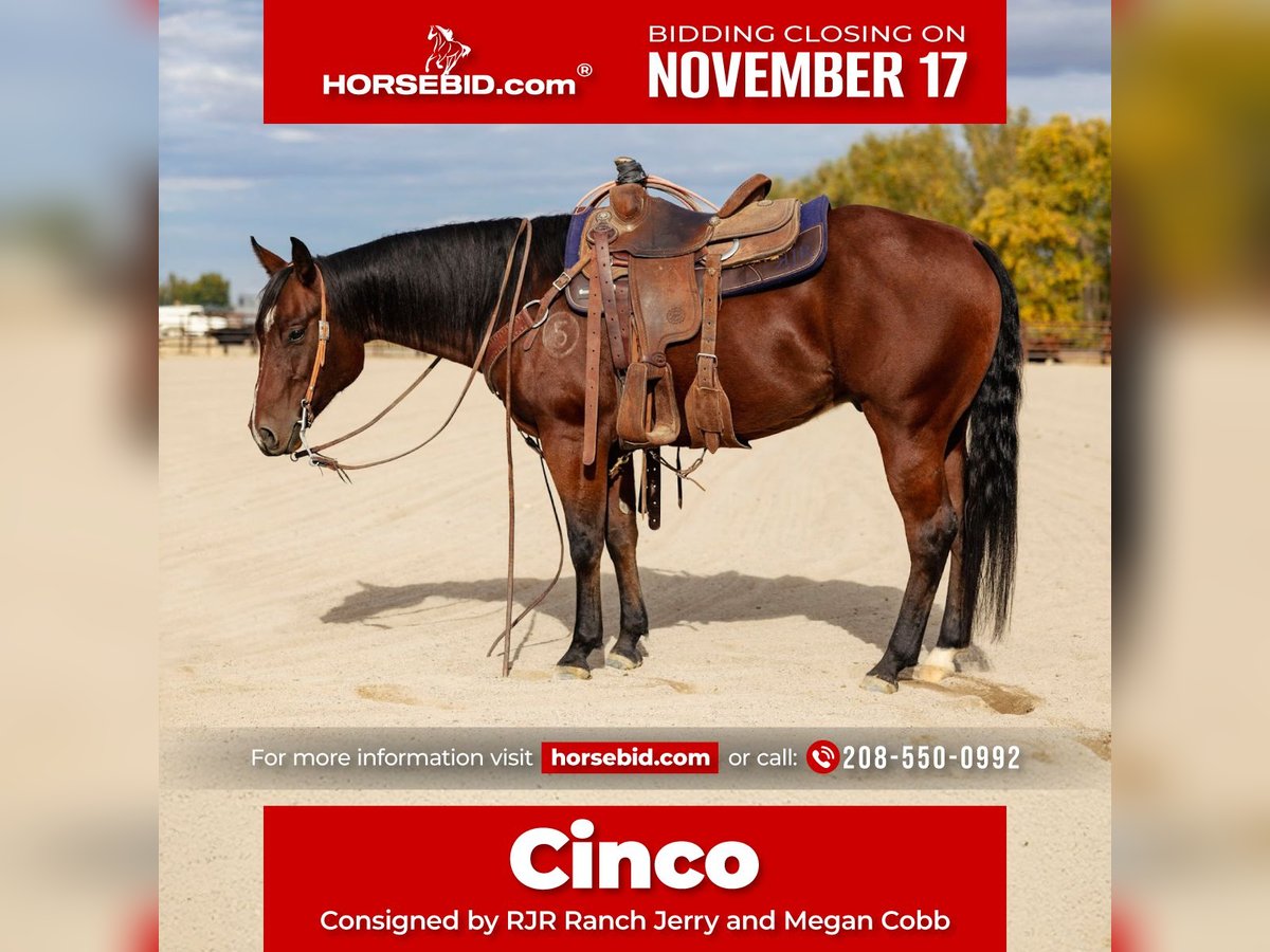 American Quarter Horse Ruin 4 Jaar 147 cm Roodbruin in New Plymouth