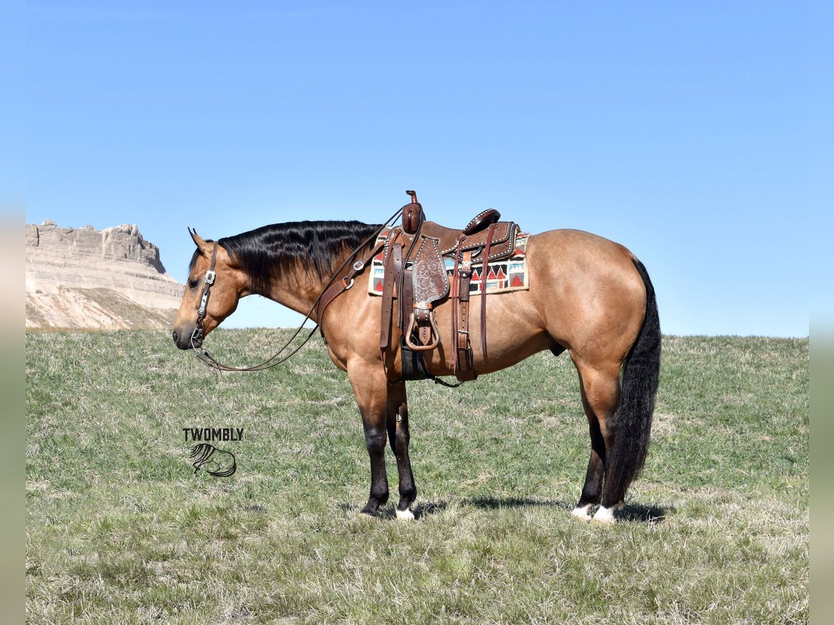 American Quarter Horse Ruin 4 Jaar 150 cm Buckskin in Bayard Nebrasak
