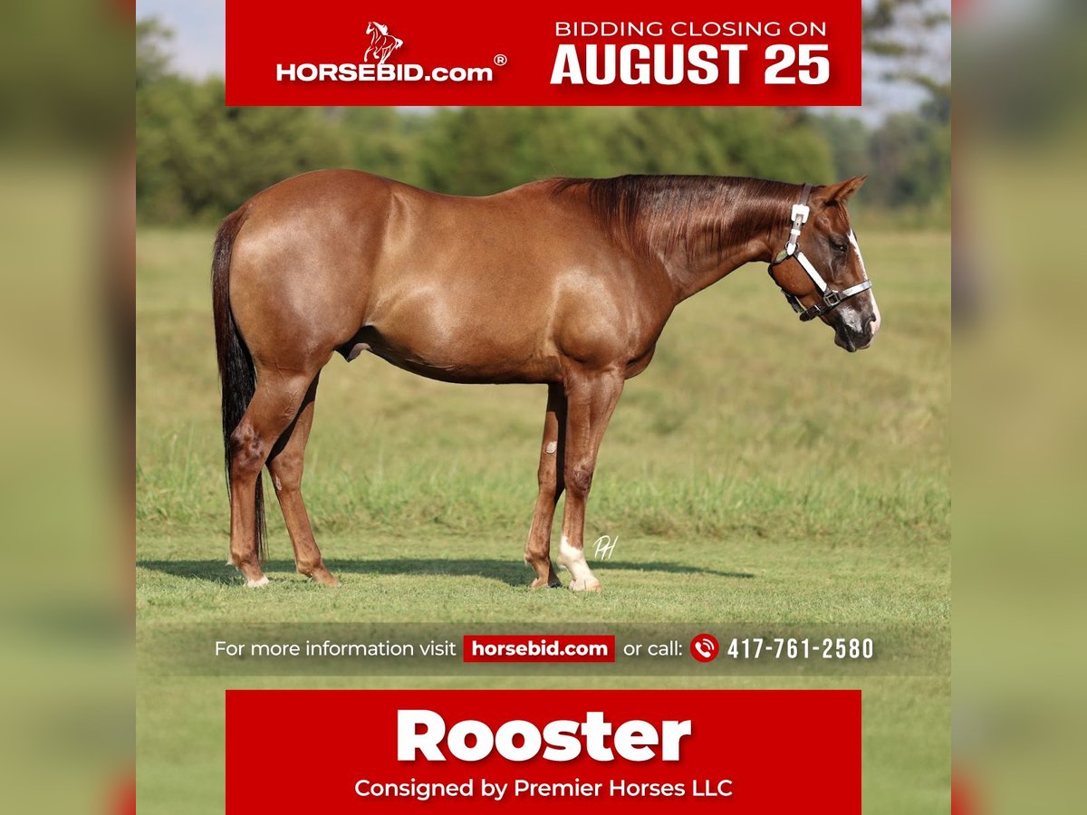 American Quarter Horse Ruin 4 Jaar 150 cm Donkere-vos in Buffalo, MO