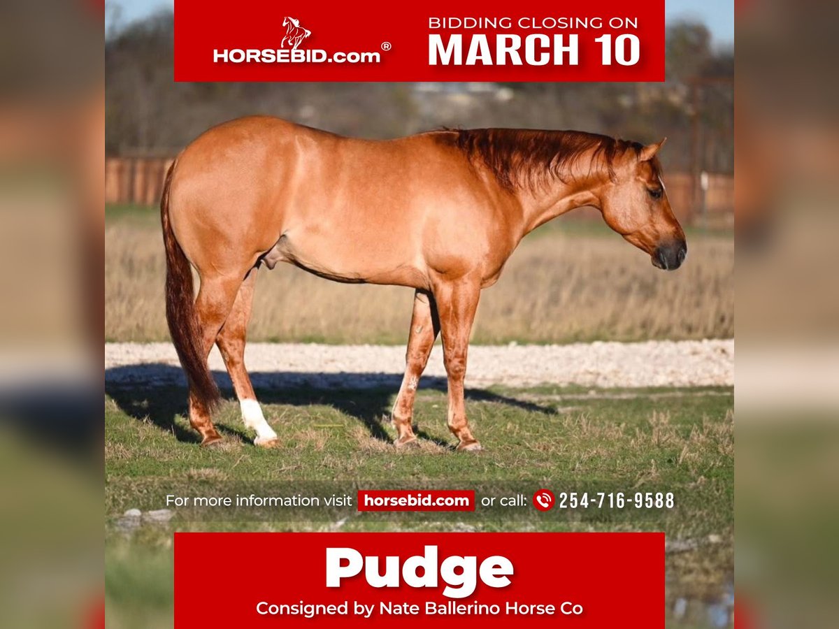 American Quarter Horse Ruin 4 Jaar 150 cm Falbe in Waco, TX