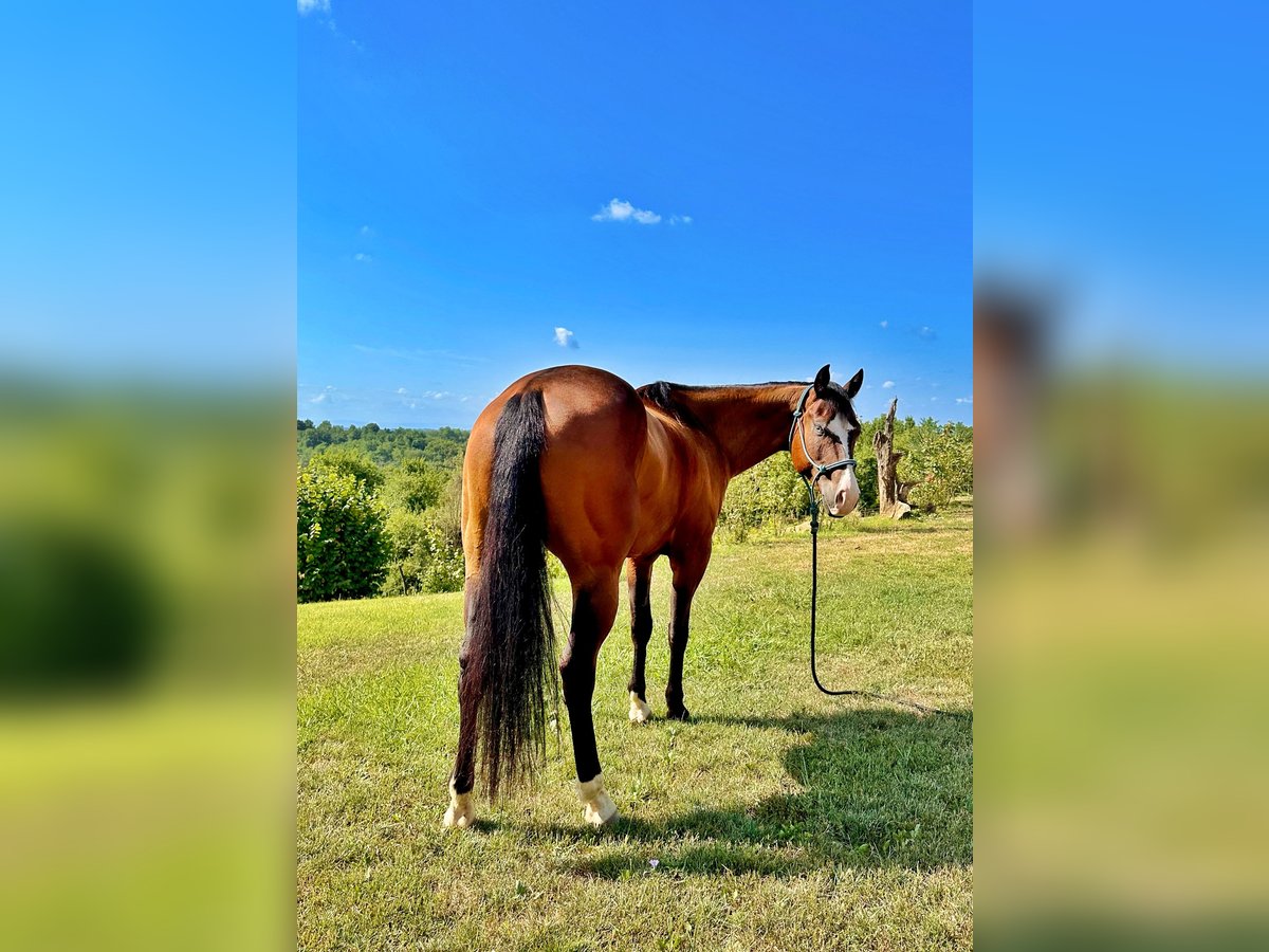 American Quarter Horse Ruin 4 Jaar 151 cm Donkerbruin in Cortazzone