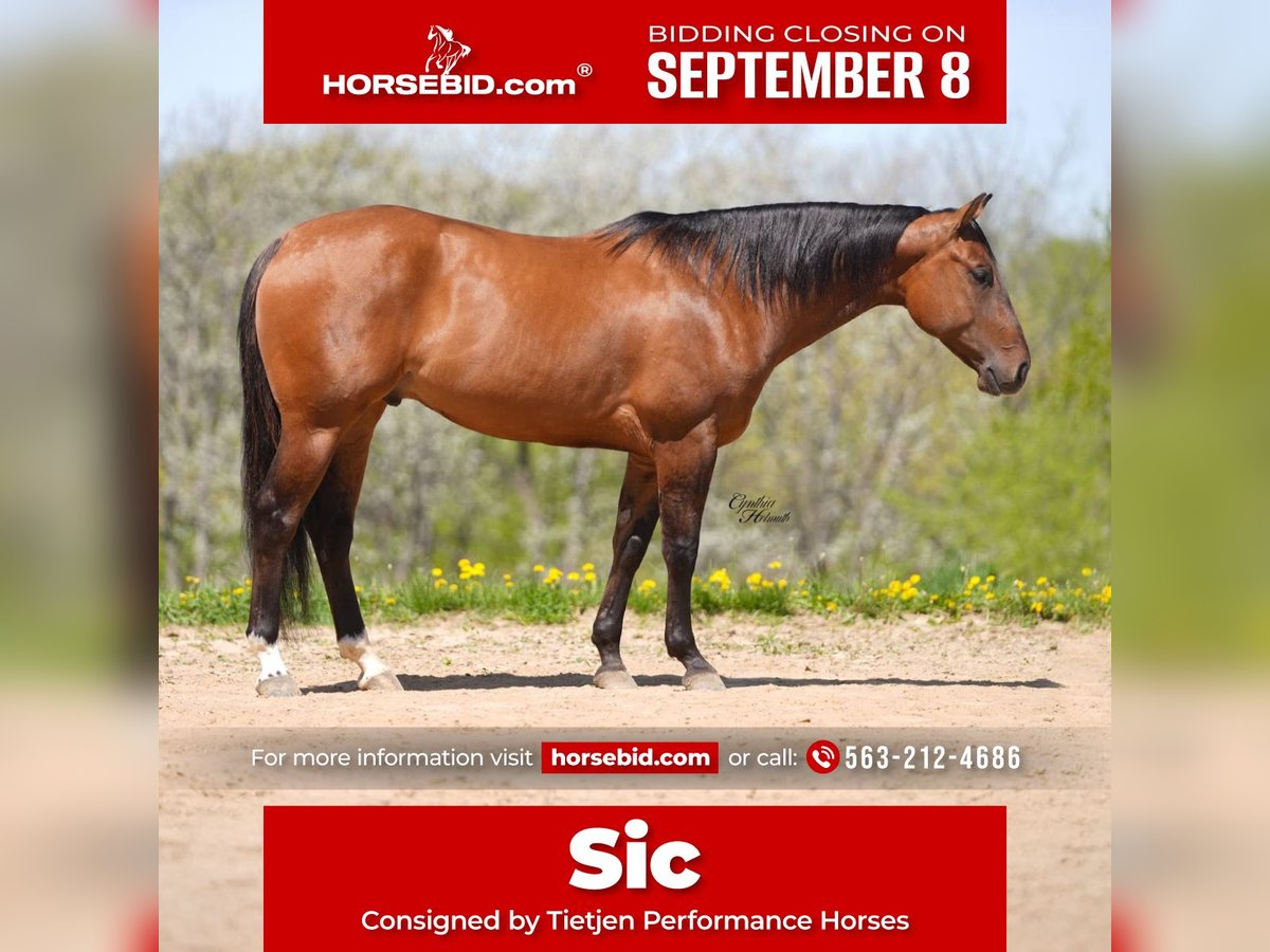 American Quarter Horse Ruin 4 Jaar 152 cm Falbe in Bellevue