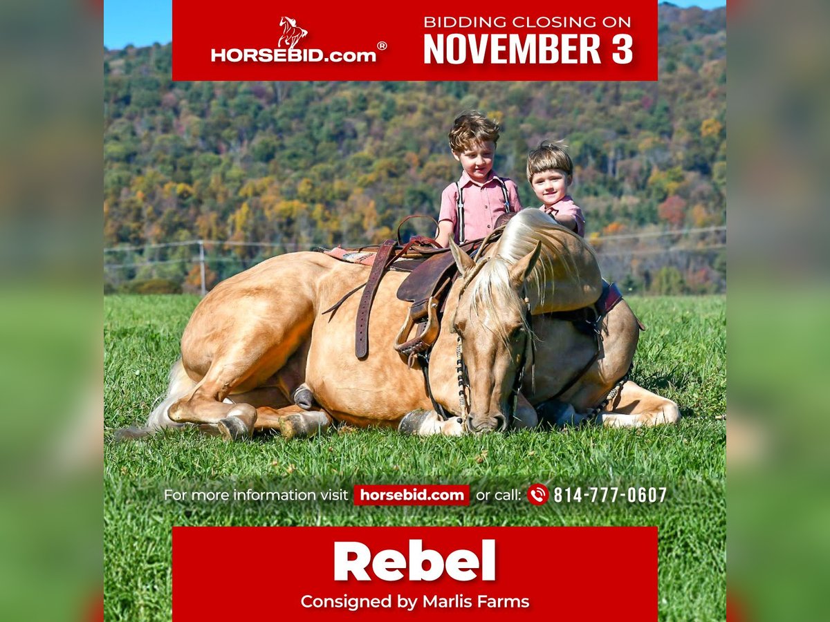 American Quarter Horse Ruin 4 Jaar 152 cm Palomino in Rebersburg American Quarter Horse Ruin 4 Jaar 152 cm Palomino in Rebersburg