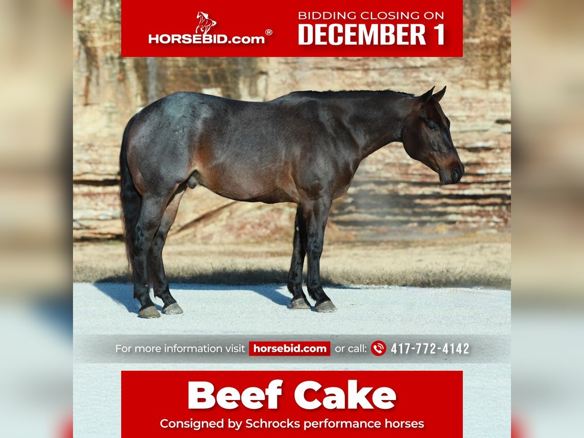 American Quarter Horse Ruin 4 Jaar 152 cm Roan-Bay in Purdy