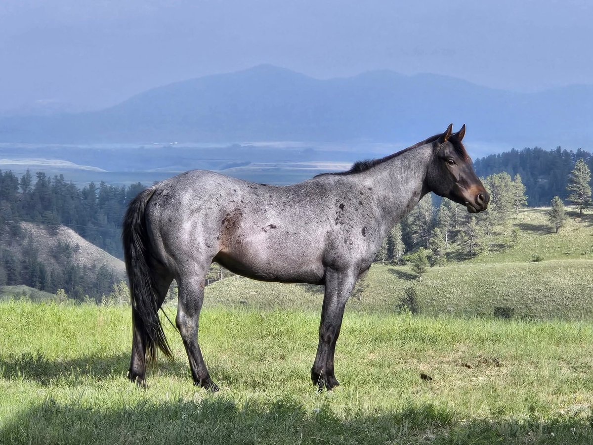 American Quarter Horse Ruin 4 Jaar 152 cm Roan-Blue in Denton, MT