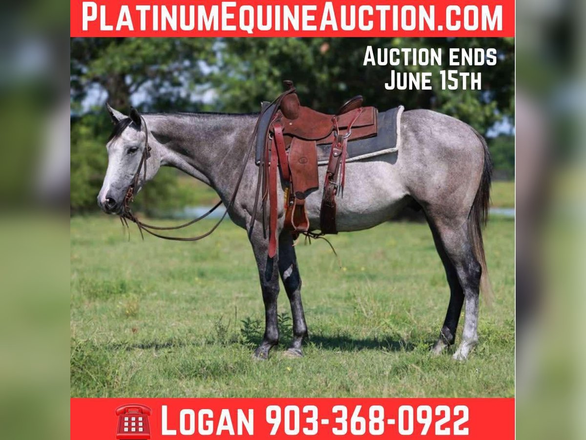 American Quarter Horse Ruin 4 Jaar 152 cm Schimmel in Canton TX