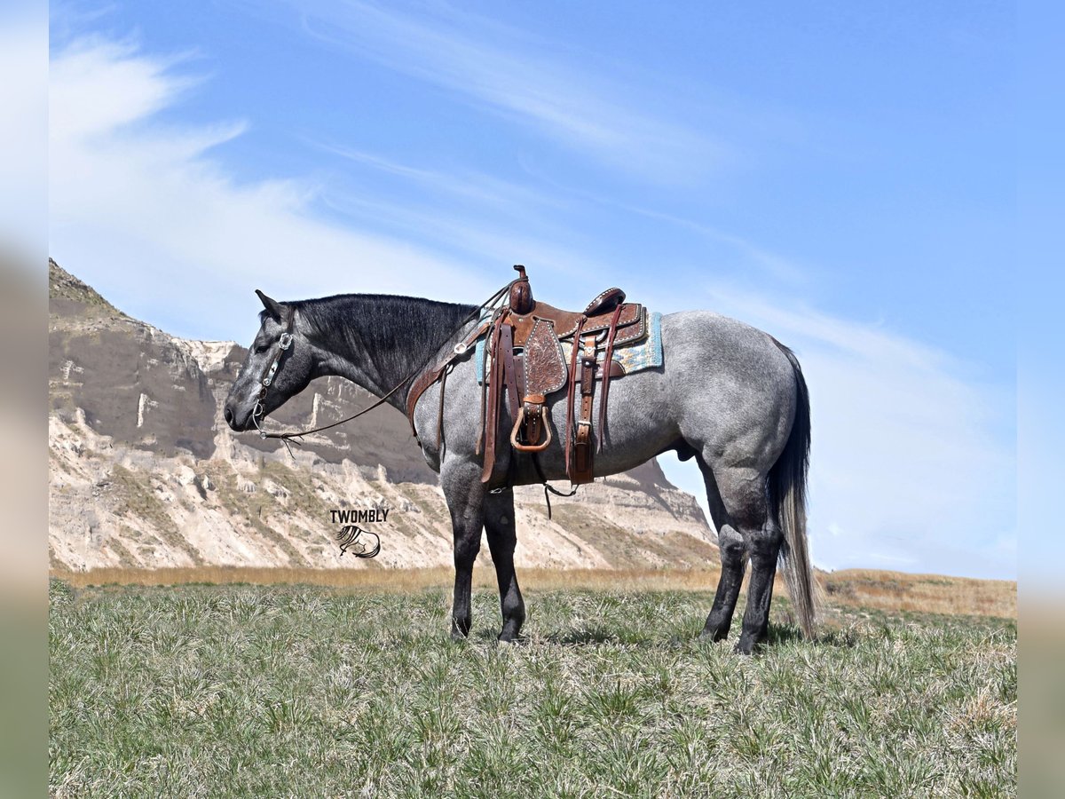 American Quarter Horse Ruin 4 Jaar 155 cm Schimmel in Bayard, Nebraska