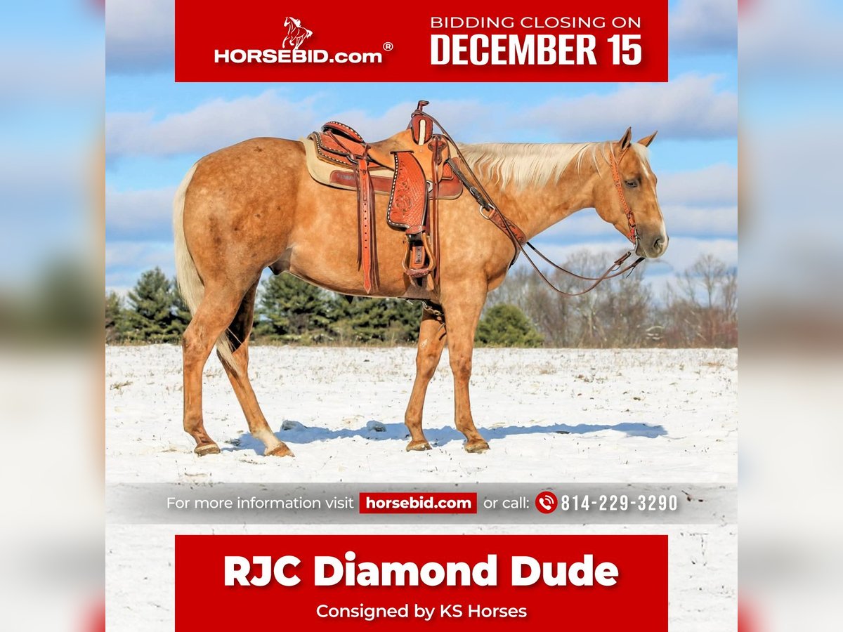 American Quarter Horse Ruin 4 Jaar 157 cm Palomino in Clarion