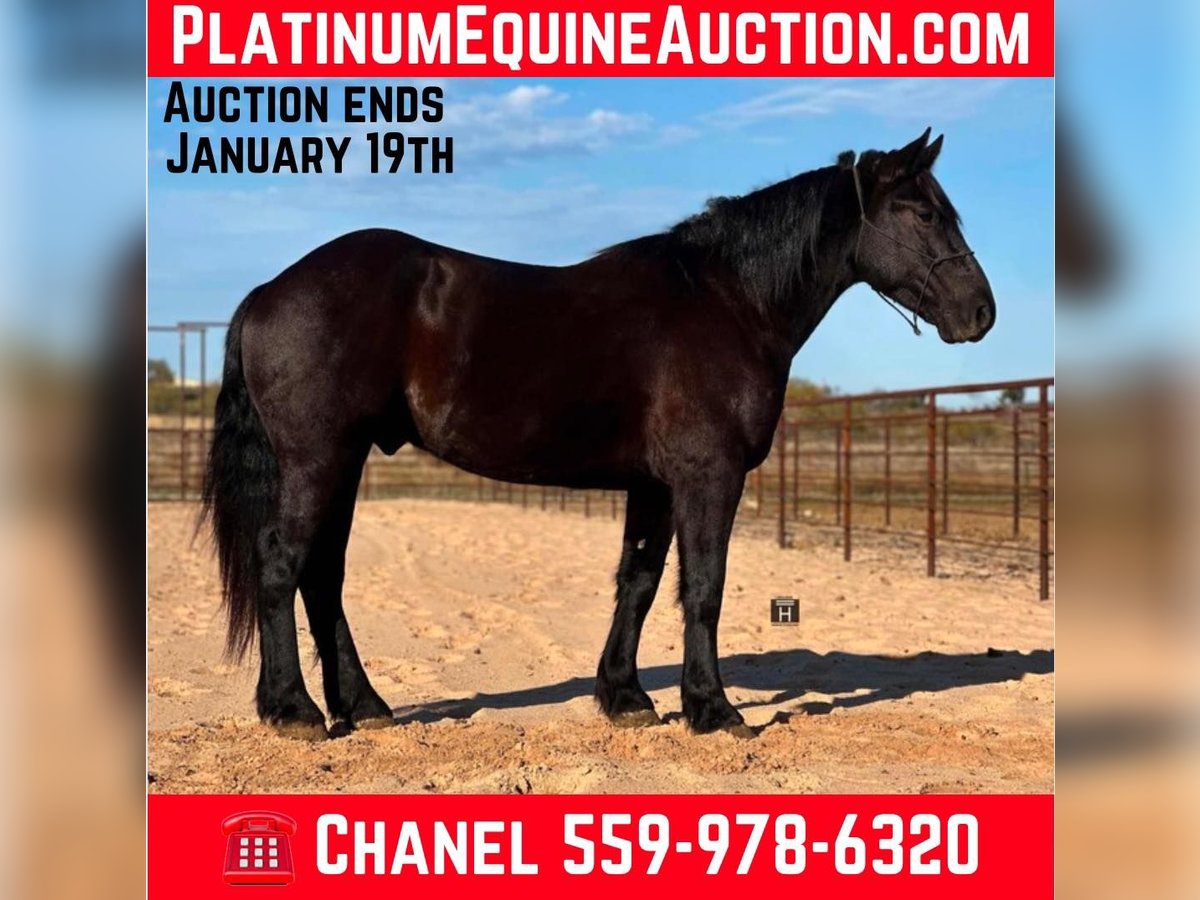 American Quarter Horse Ruin 4 Jaar 160 cm Zwart in Jacksboro TX