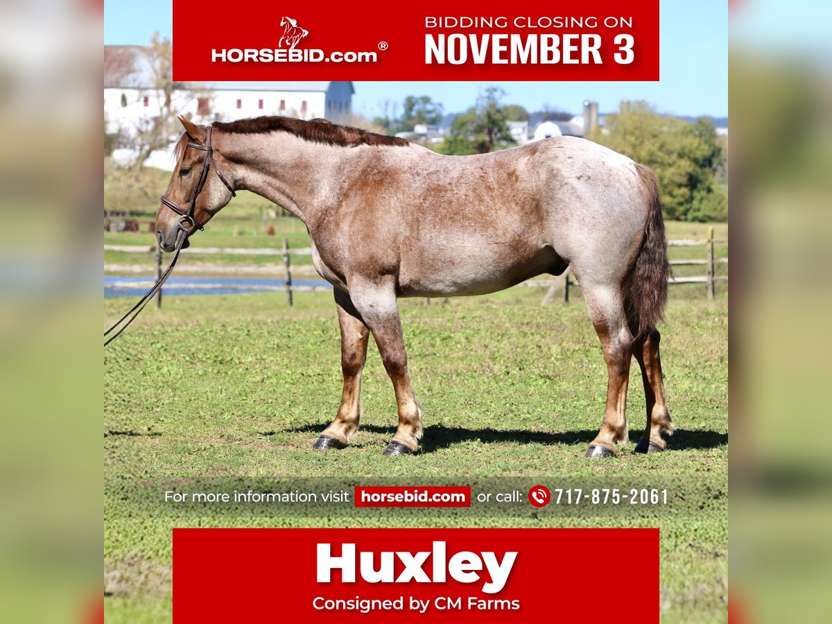 American Quarter Horse Mix Ruin 4 Jaar 165 cm Roan-Red in Gap