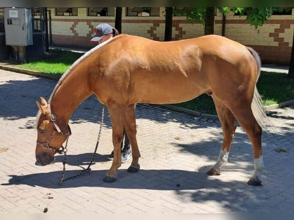 American Quarter Horse Ruin 4 Jaar Palomino in Caluso