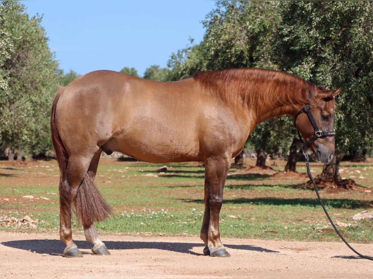 American Quarter Horse Ruin 4 Jaar Red Dun in Ostuni