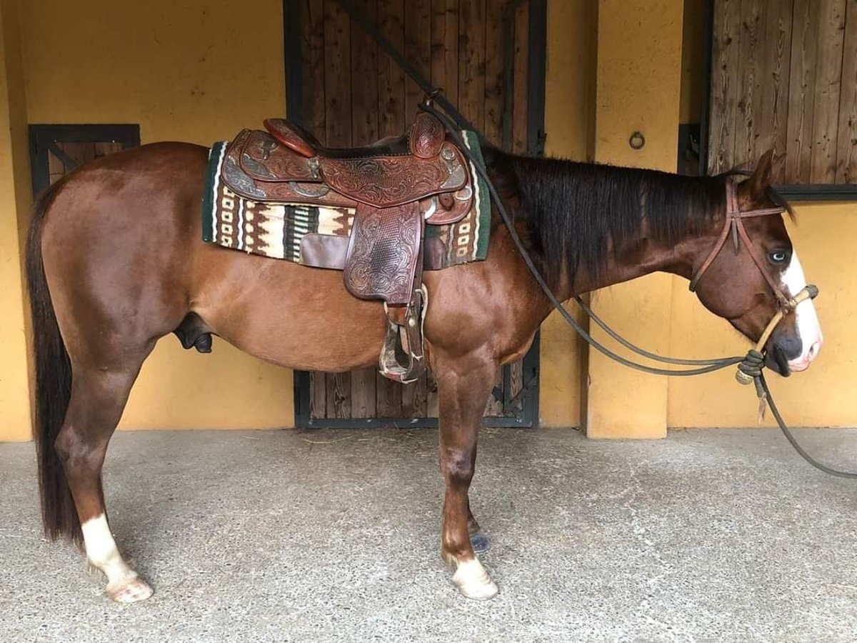 American Quarter Horse Ruin 4 Jaar Roodbruin in Bogogno