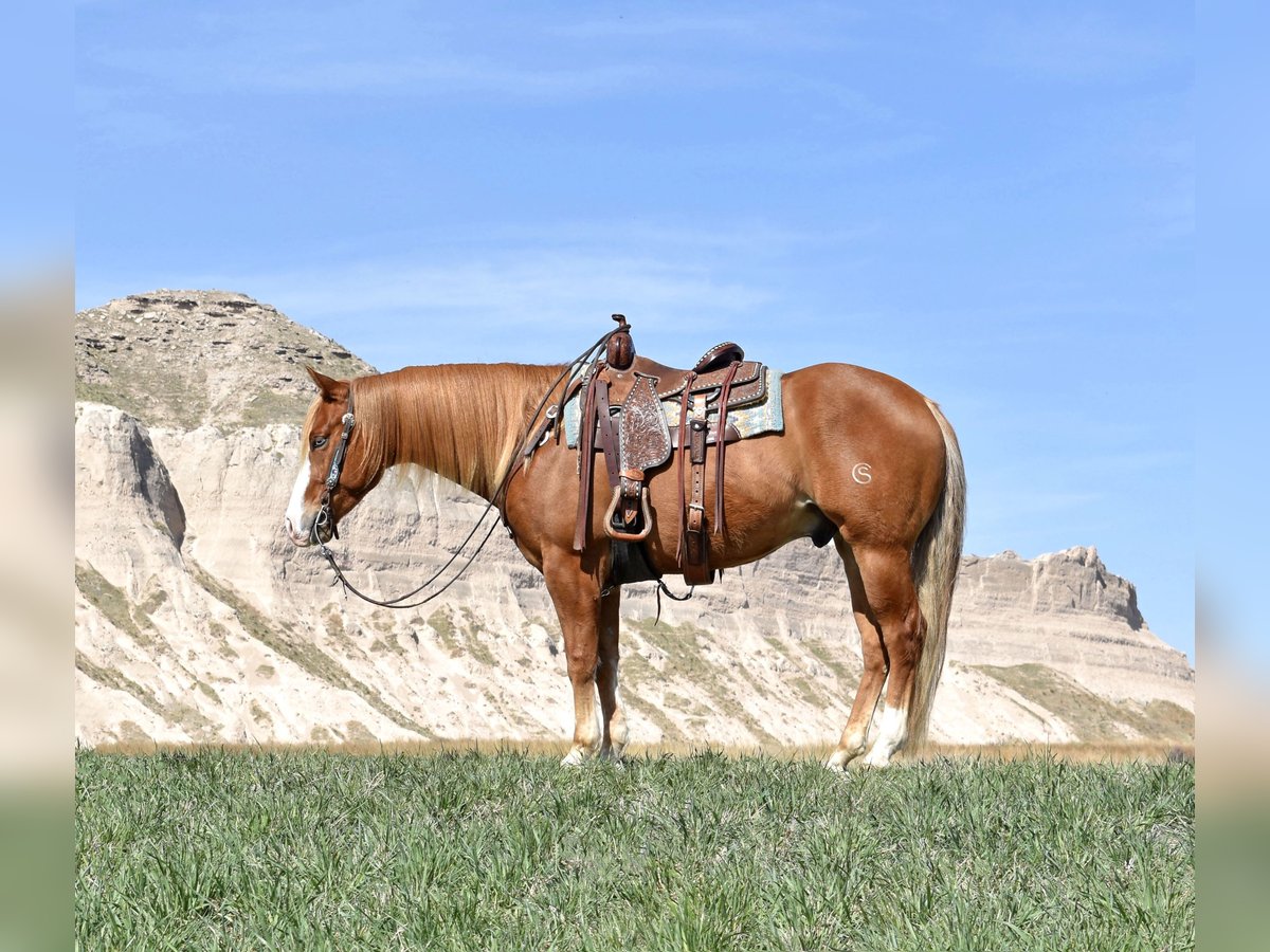 American Quarter Horse Ruin 4 Jaar Roodvos in Bayard, Nebraska