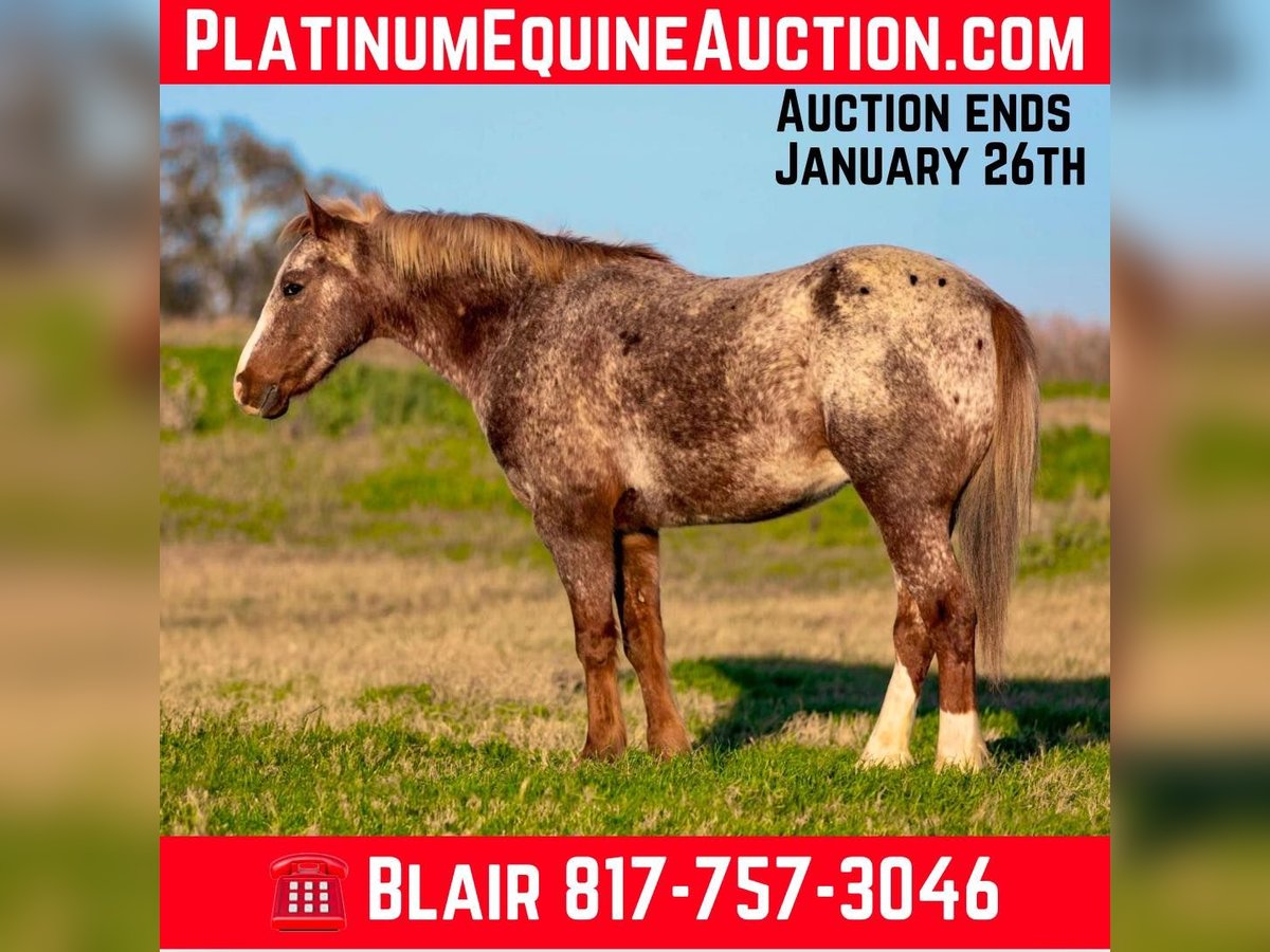 American Quarter Horse Ruin 5 Jaar 140 cm Roan-Red in WEATHERFORD, TX