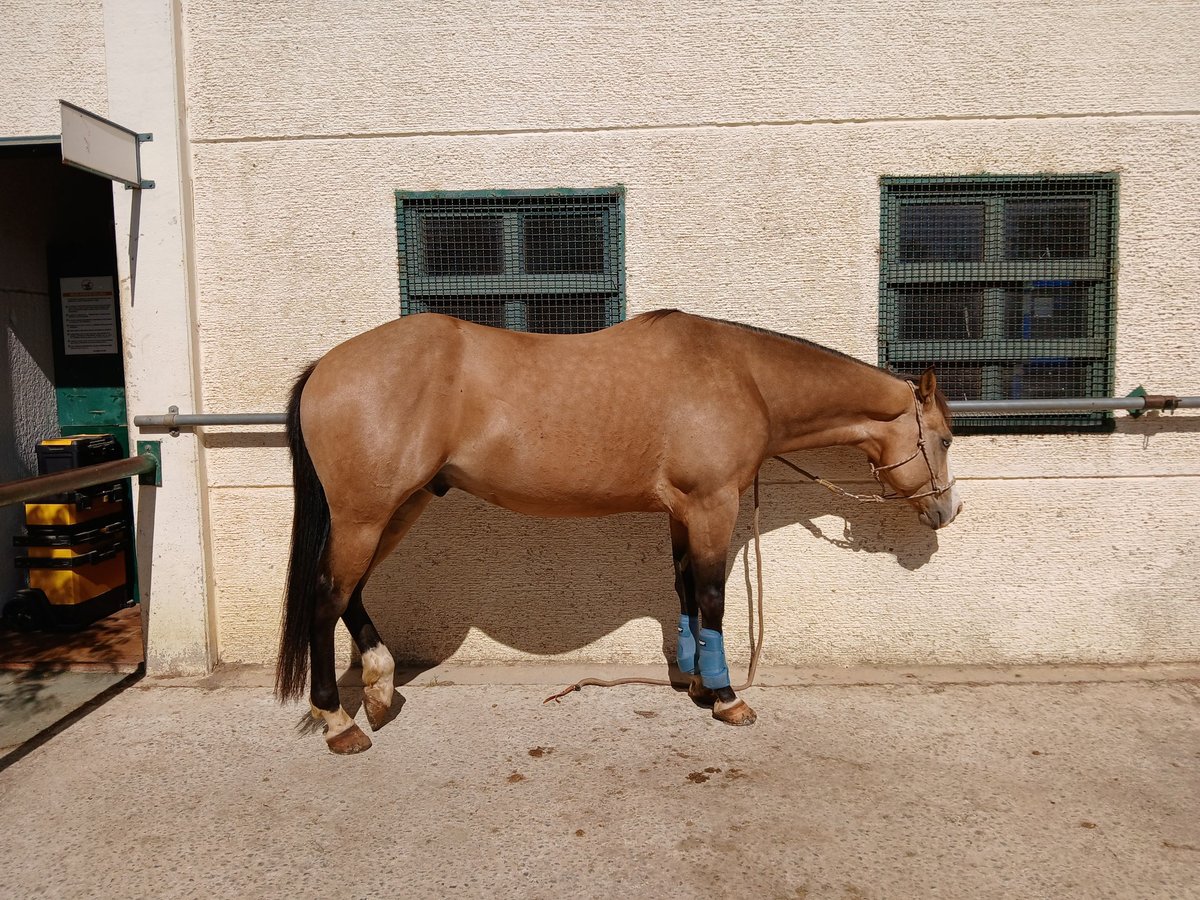 American Quarter Horse Ruin 5 Jaar 150 cm Falbe in Rosignano
