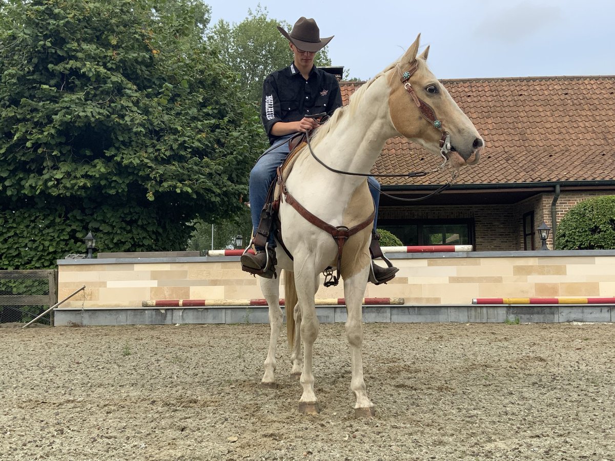 American Quarter Horse Ruin 5 Jaar 150 cm Palomino in Daknam